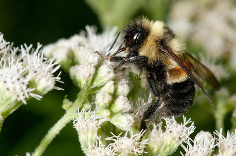 Rusty Patched Bumblebee