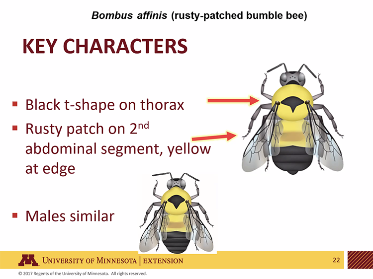 bee indentification chart