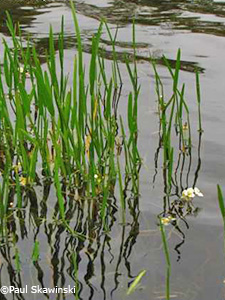 Sessileleaf Arrowhead