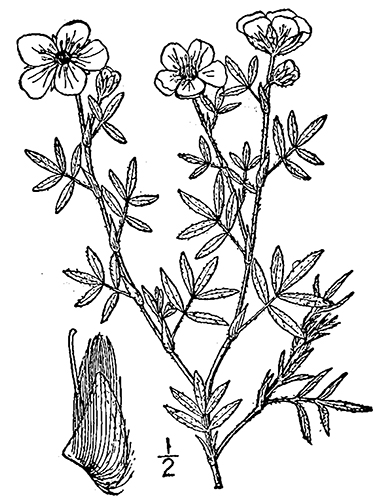 line drawing