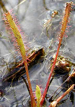 Slenderleaf Sundew