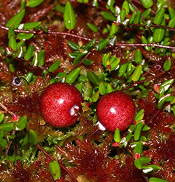 Small Cranberry fruit and leae