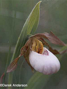 Small White Lady's-slipper