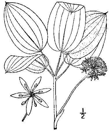 drawing Smilax ecirrhata