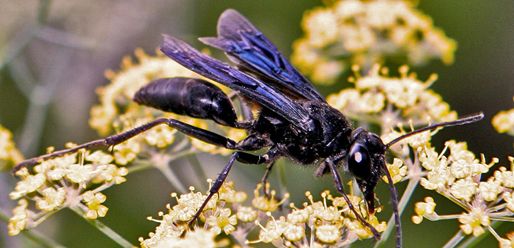 Digger wasp