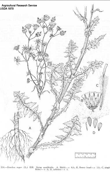 Spiny Sow thistle illustration