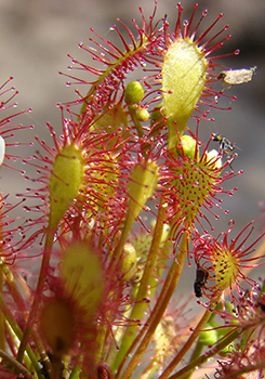 Spoonleaf Sundew