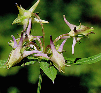 Spurred Gentian