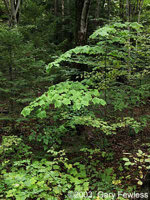 full plant