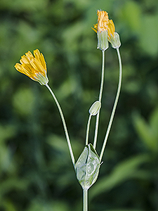 Two flower dwarf dandelion