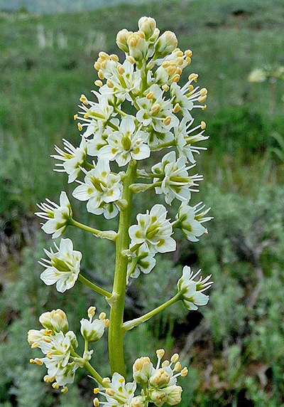 White camas