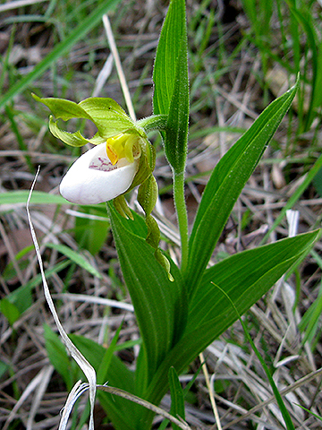 white Lady's-slipper
