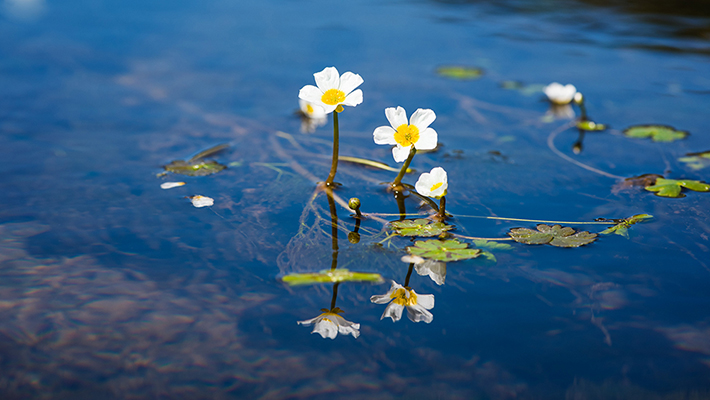 White water crowfoot