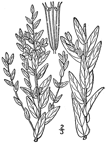 winged Loosestrife drawing