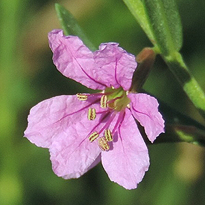 winged loosestrife flower