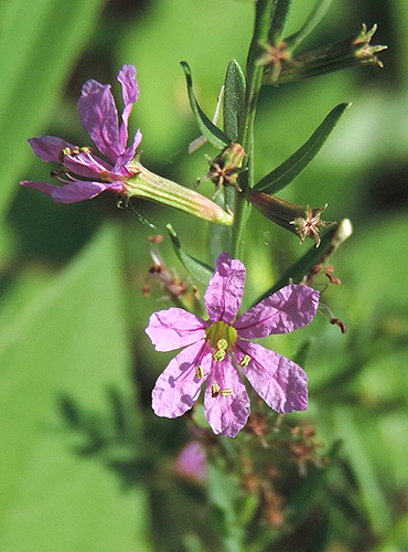 winged loosestrife flowers