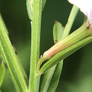 winged loosestrife stem section