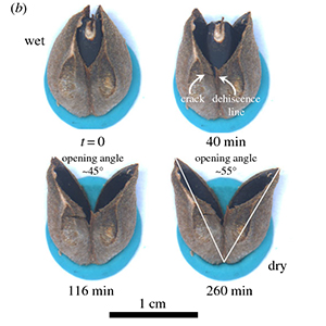 seed dispersal time framss.