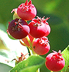 Allegheny Serviceberry fruit