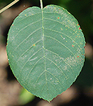 Allegheny Serviceberry leaf