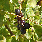 American black currant fruit