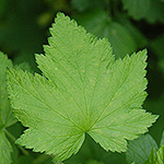 American Black Currant Leaf