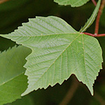 Highbush cranberry leaf