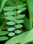 American Vetch leaf