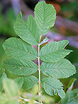 Arkansas Rose leaf