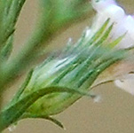 White Arrowleaf aster phyllaries