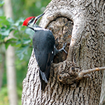 Pileated Woodpecker