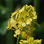 Black Mustard