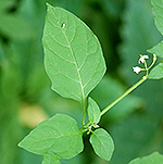 black nightshade leaf