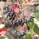 Black Chokeberry fruti