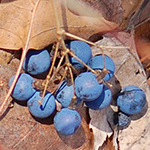 Blue Cohosh fruit