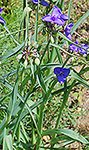 Bluejacket plant