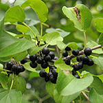Buckthorn berries