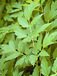 Bugbane leaf