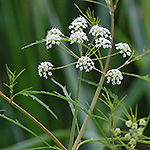 Bulblet-bearing Waterhemlock