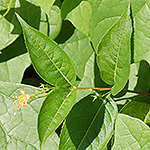Northern Bush Honeysuckle leaf