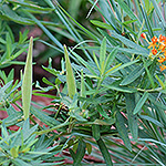 Butterfly weed seed pod