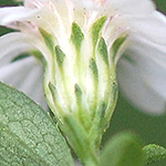 Side-flowering aster phyllaries