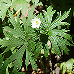 Canada Anemone leaf