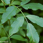 Canada Elderberry leaf