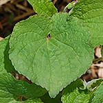 Canada Violet leaf