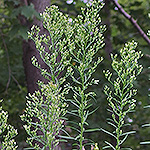 Canadian Horseweed top of plant