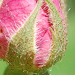 Pasture Rose bud