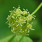 carrion flower