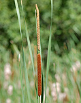 Narrow-leaf Cattail