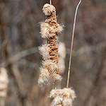 Cattail late fall seed